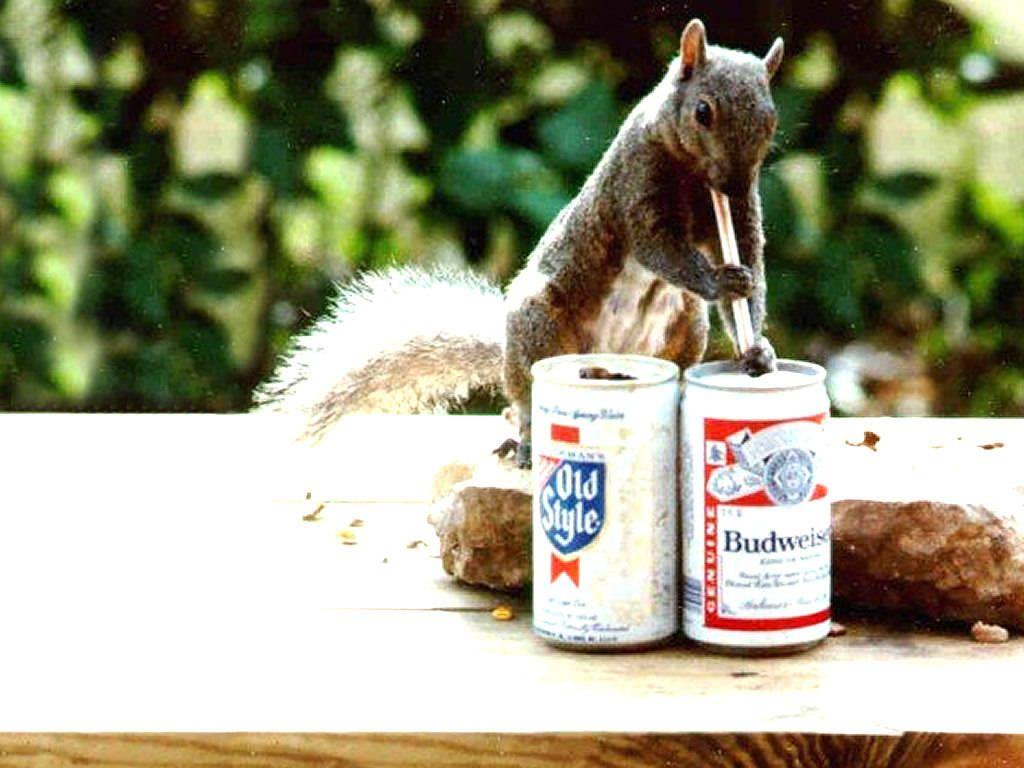 Funny Drunk Animals Wallpapers Top Free Funny Drunk Animals