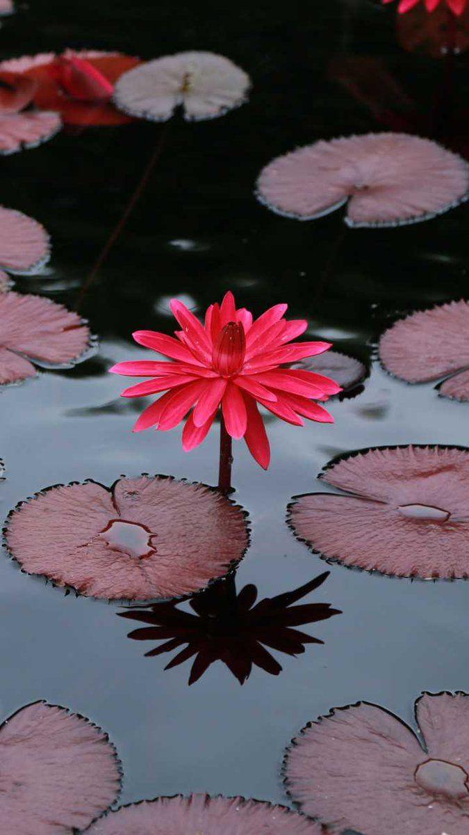 Red Lotus Flower Wallpapers Top Free Red Lotus Flower Backgrounds