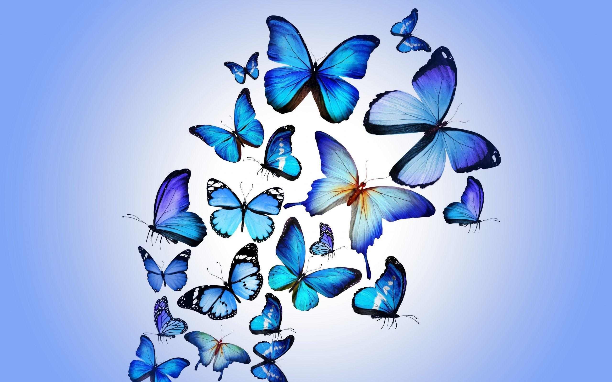 Blue Butterfly Wallpapers Top Free Blue Butterfly Backgrounds WallpaperAccess