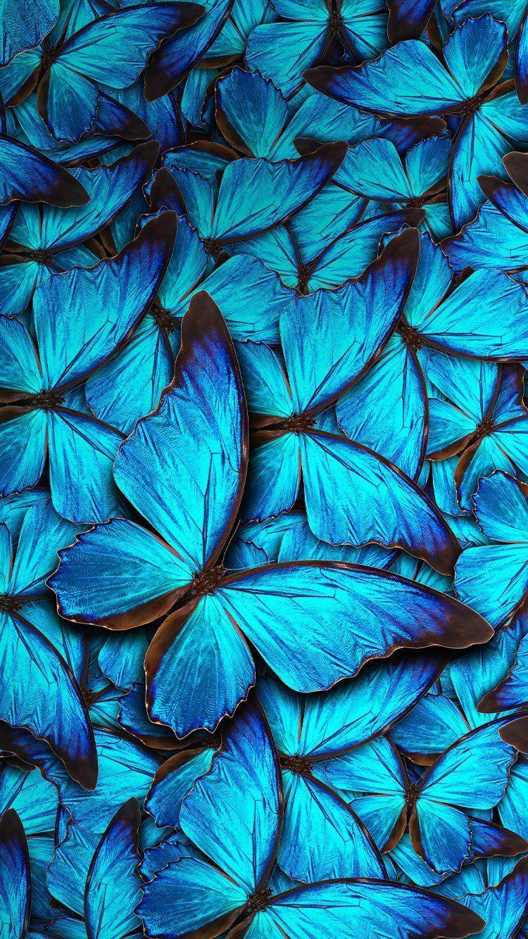 Blue Butterfly Wallpapers Top Free Blue Butterfly Backgrounds