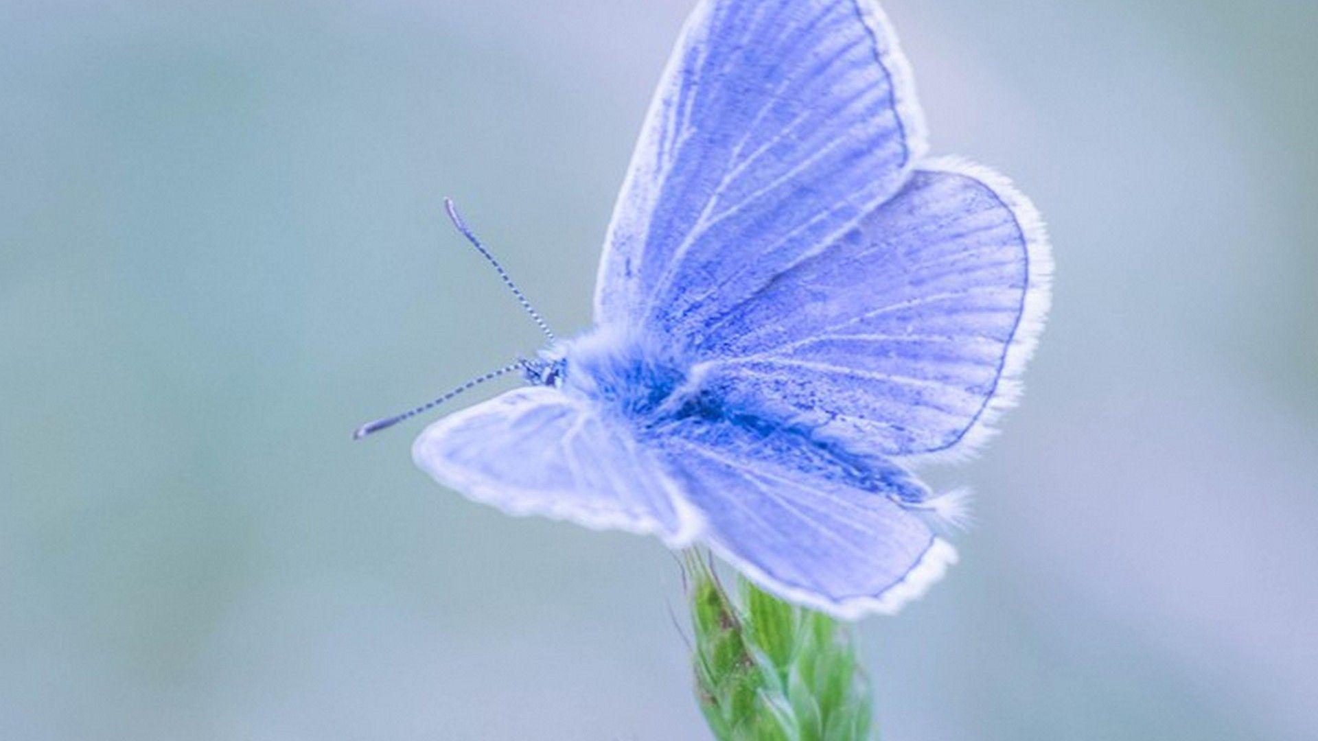 Blue Butterfly Wallpapers Top Free Blue Butterfly Backgrounds