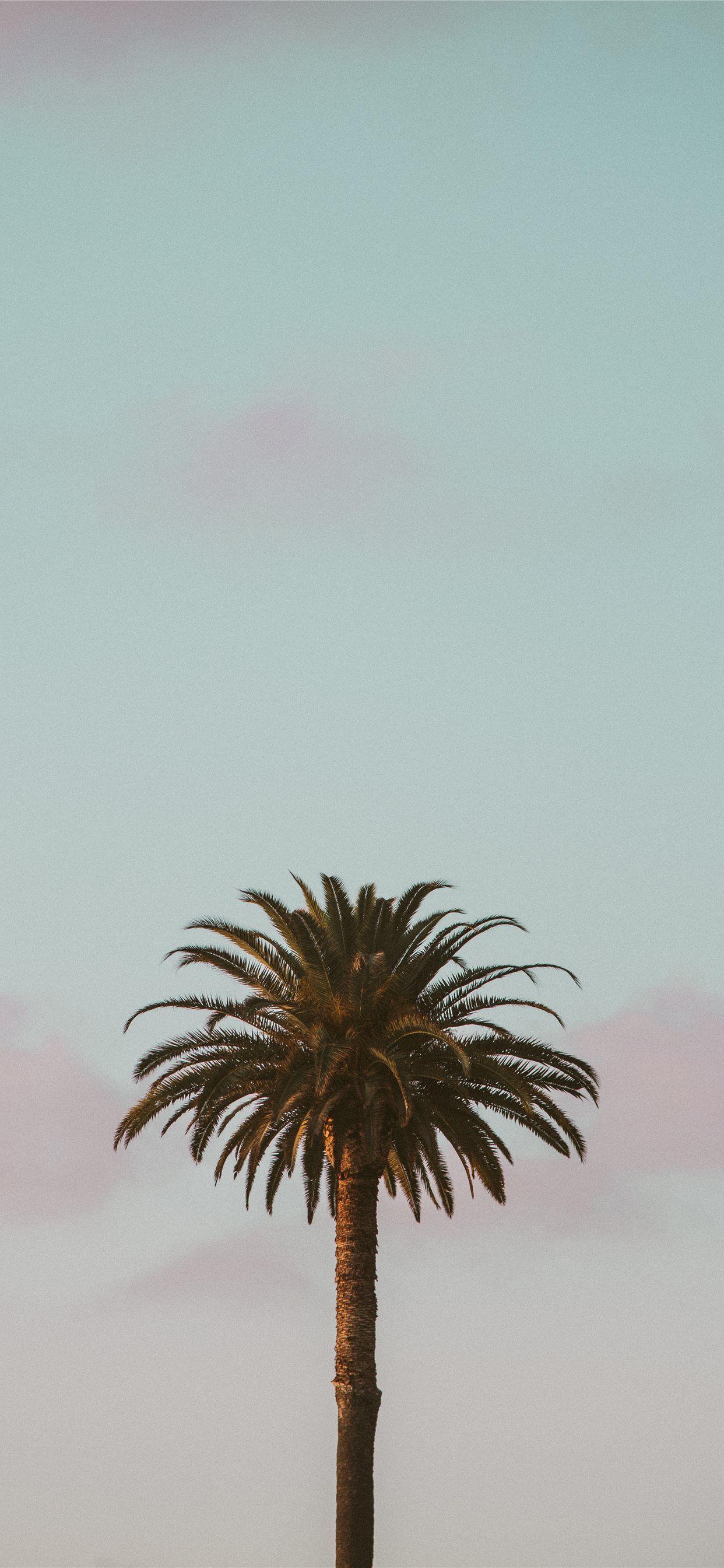 Palm Tree Phone Wallpapers Top Free Palm Tree Phone Backgrounds