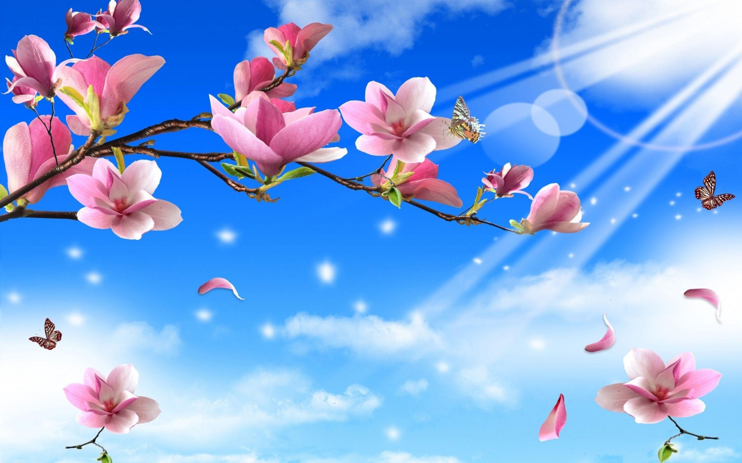 Spring Flowers and Butterflies Wallpapers Top Free Spring Flowers and