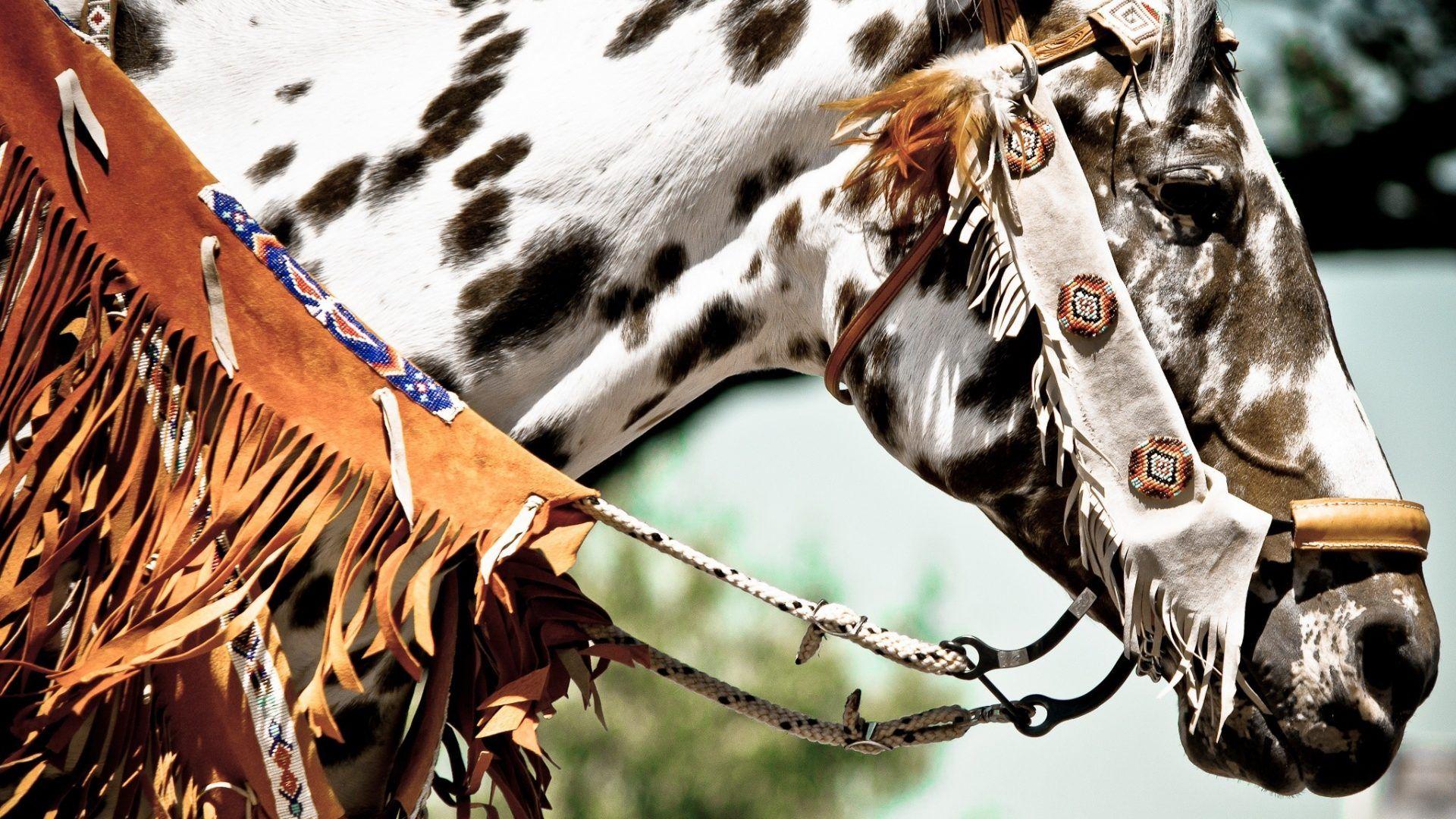 Native American Horses