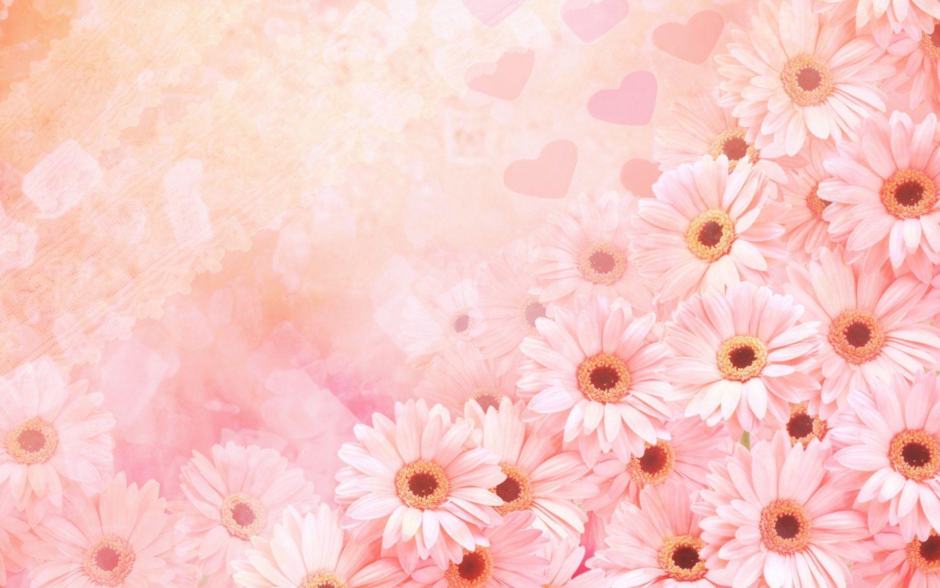 Pink Daisy Wallpapers Top Free Pink Daisy Backgrounds WallpaperAccess