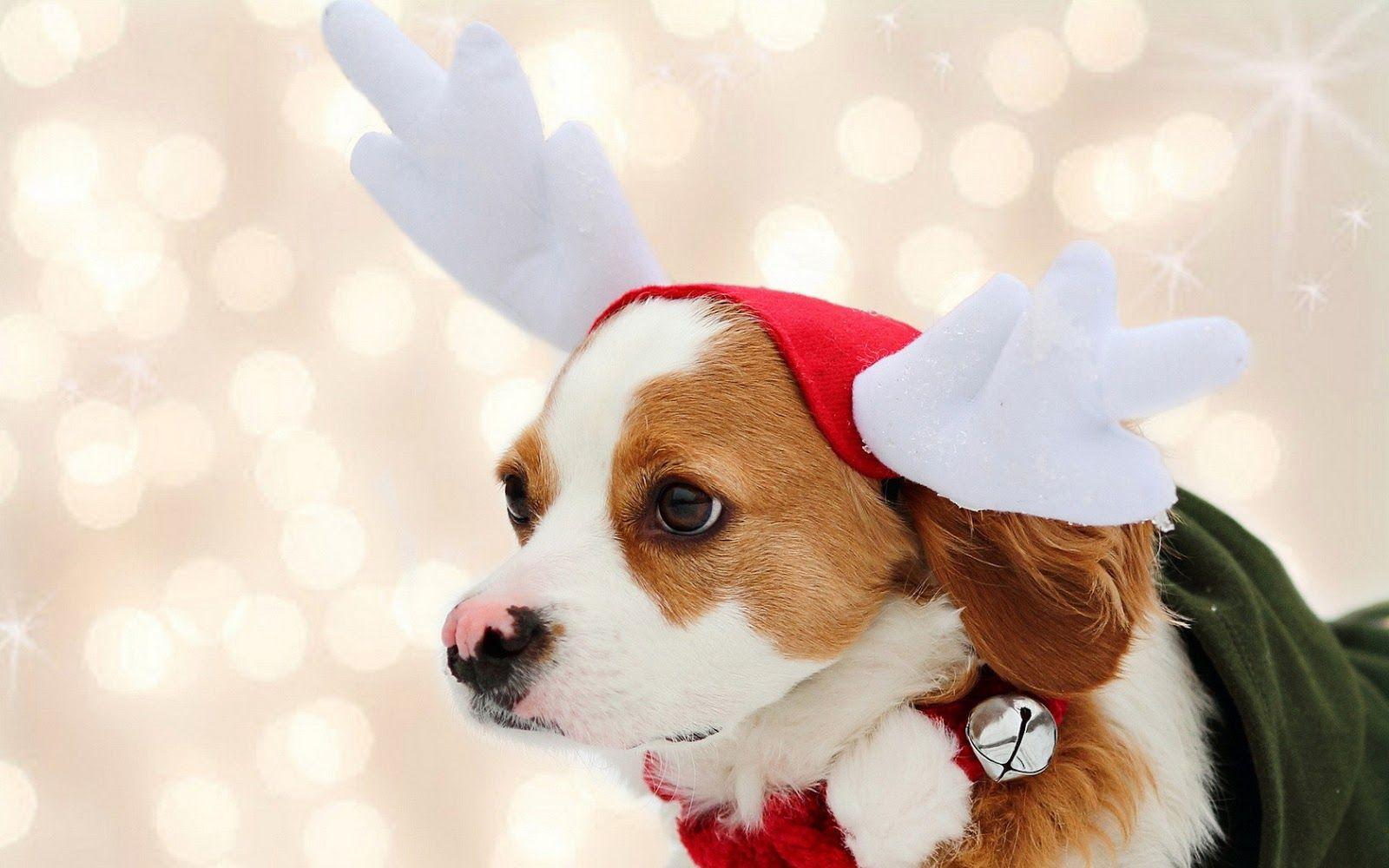 Cute Christmas Animal Wallpapers Top Free Cute Christmas Animal