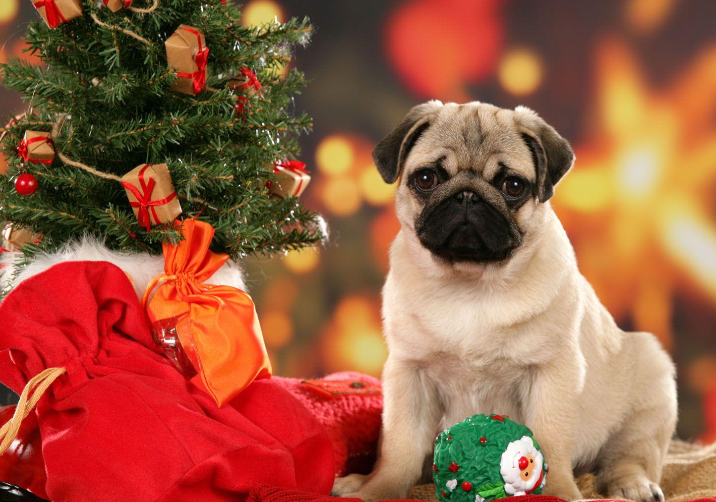 Christmas Animal Wallpapers Top Free Christmas Animal Backgrounds