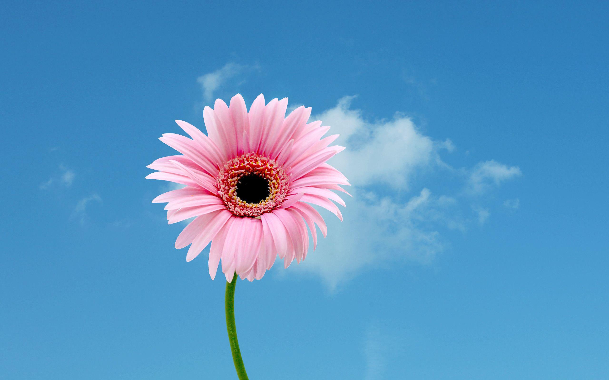 Pink Daisy Wallpapers Top Free Pink Daisy Backgrounds WallpaperAccess