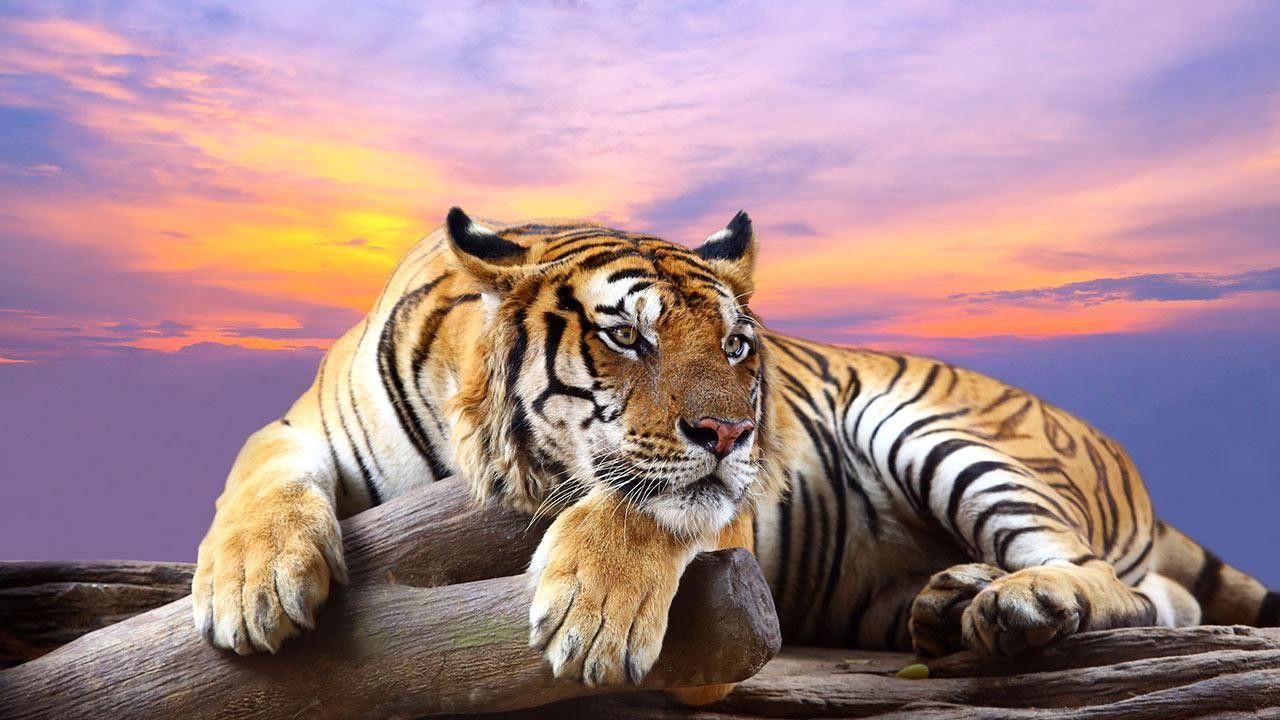 Wild Animal Wallpapers Top Free Wild Animal Backgrounds WallpaperAccess