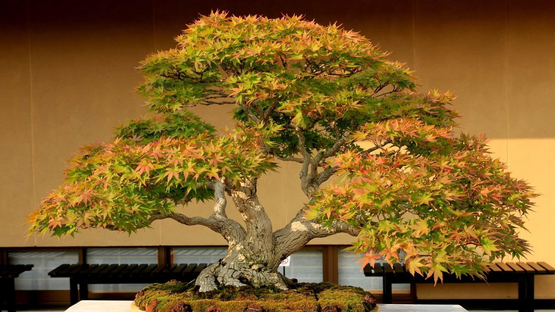 Bonsai Garden Wallpapers Top Free Bonsai Garden Backgrounds