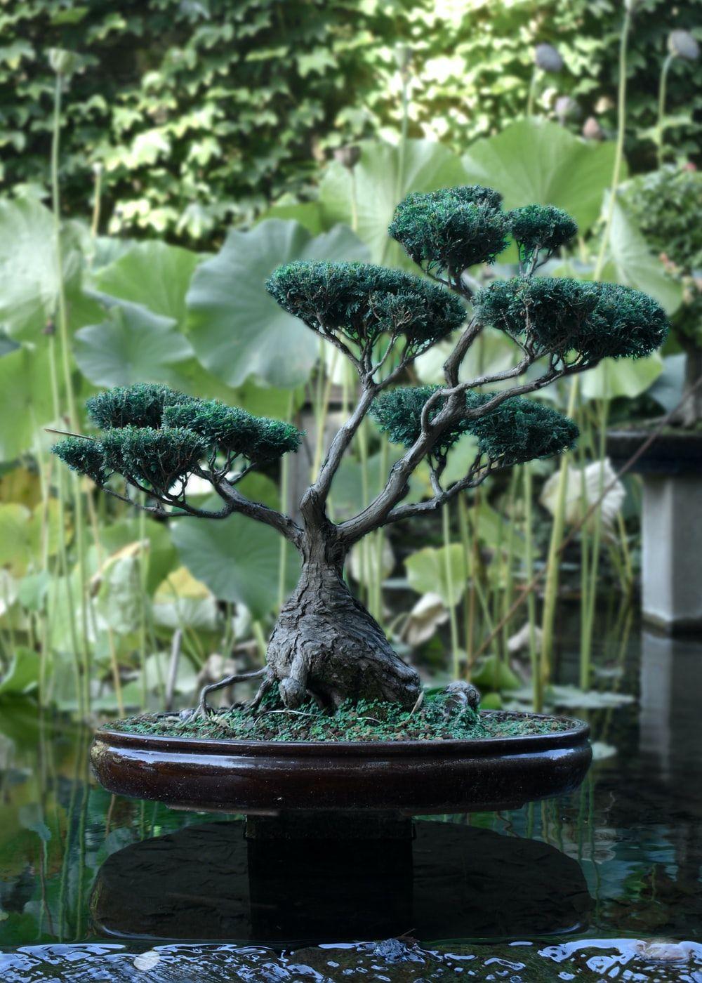 Bonsai Garden Wallpapers Top Free Bonsai Garden Backgrounds Wallpaperaccess