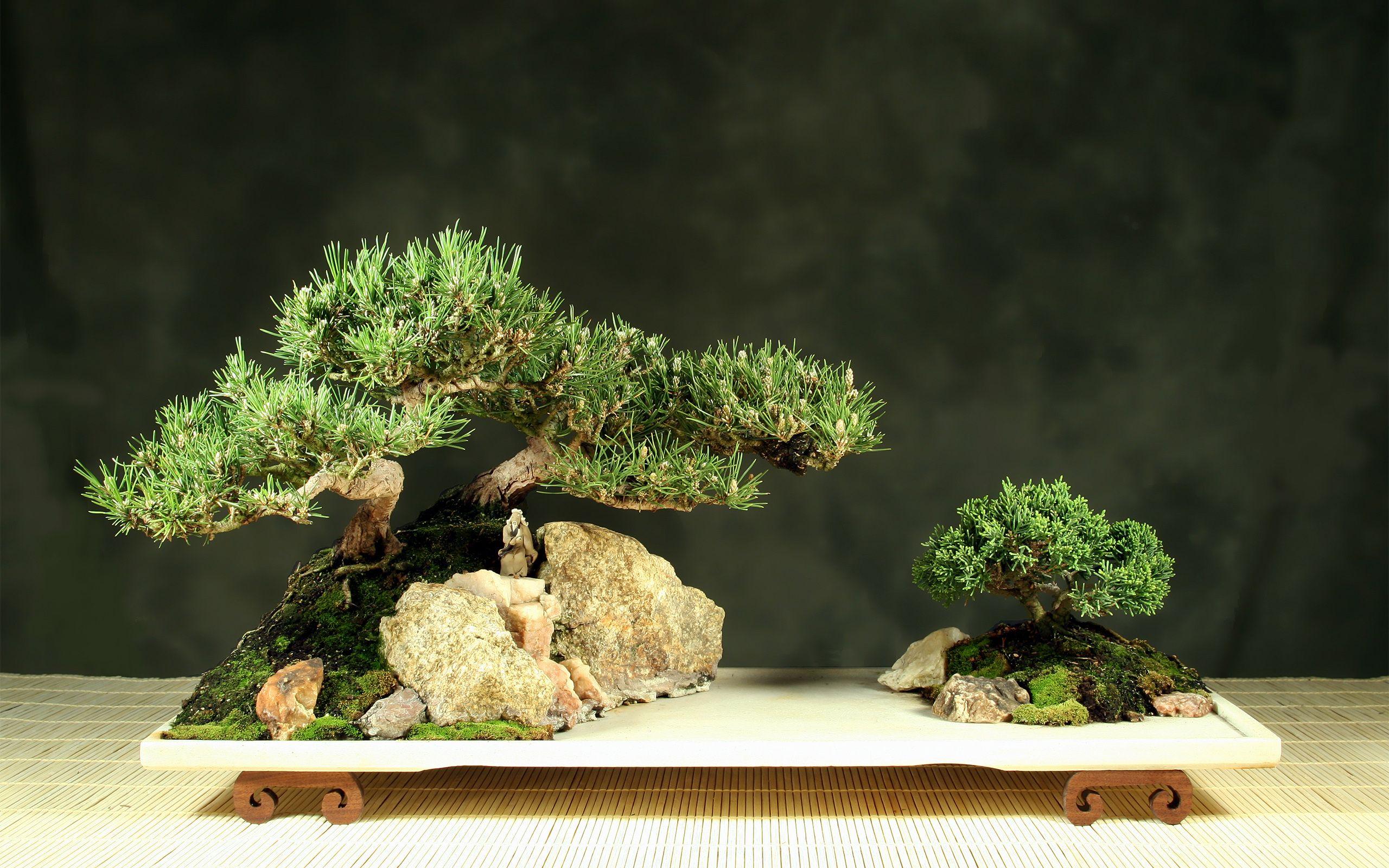 Bonsai Garden Wallpapers Top Free Bonsai Garden Backgrounds