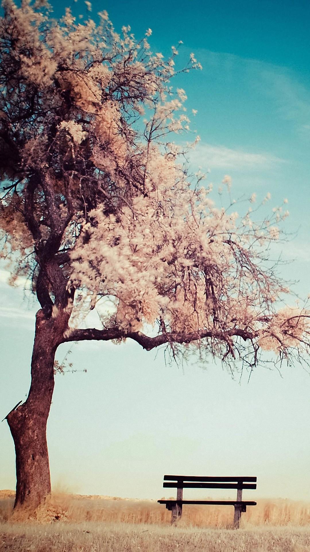 Beautiful Trees Wallpapers Top Free Beautiful Trees Backgrounds