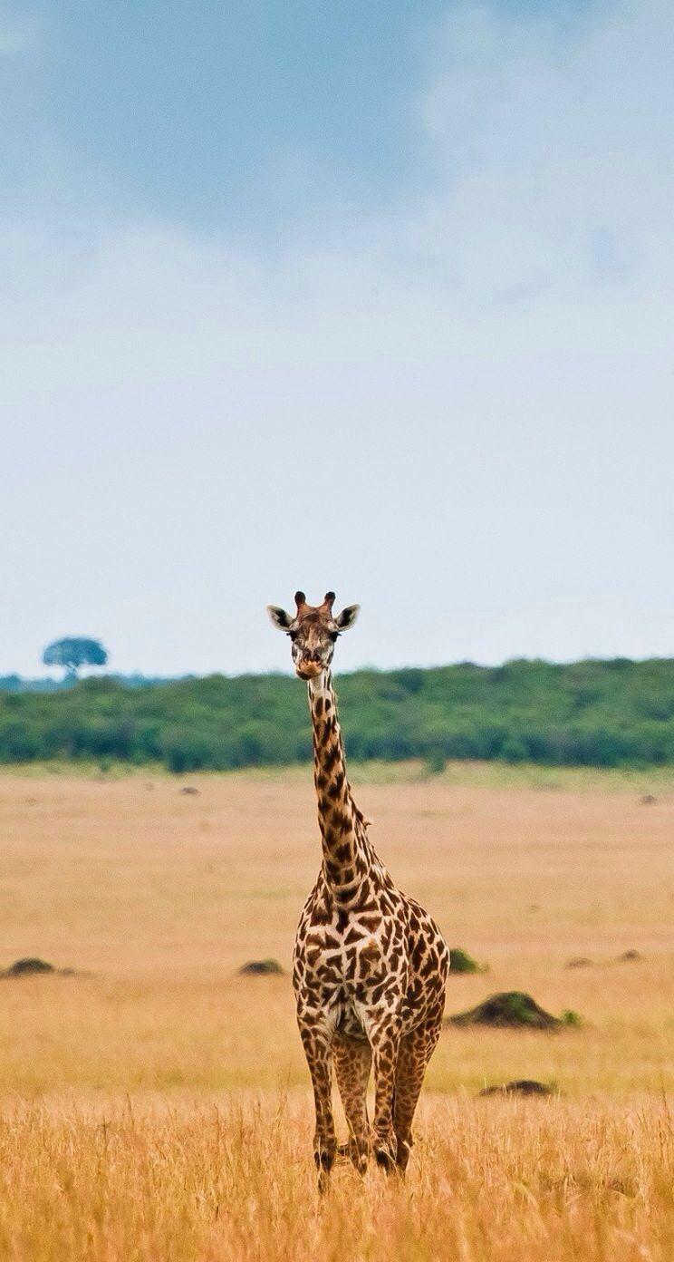 Giraffe iPhone Wallpapers Top Free Giraffe iPhone Backgrounds