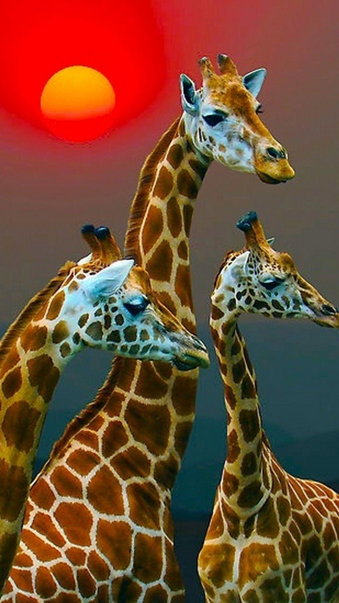 Giraffe iPhone Wallpapers Top Free Giraffe iPhone Backgrounds