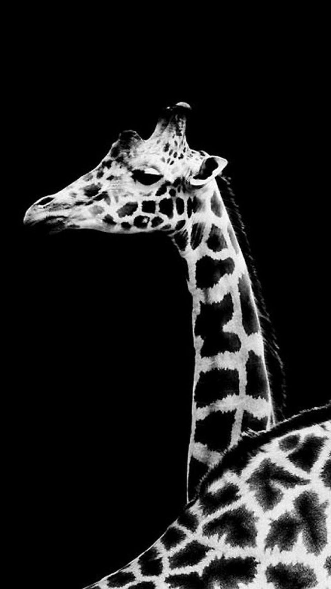 Giraffe iPhone Wallpapers Top Free Giraffe iPhone Backgrounds