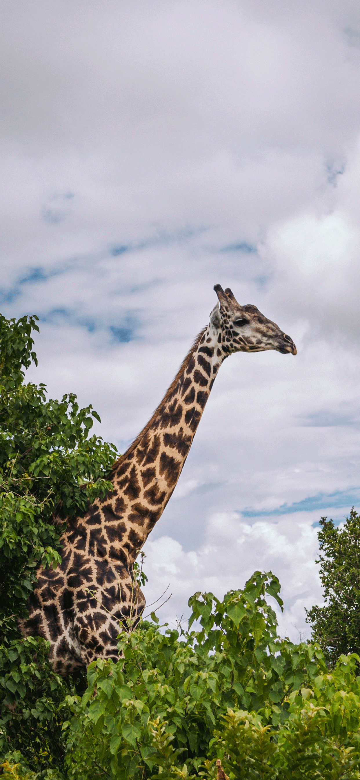 Giraffe iPhone Wallpapers Top Free Giraffe iPhone Backgrounds