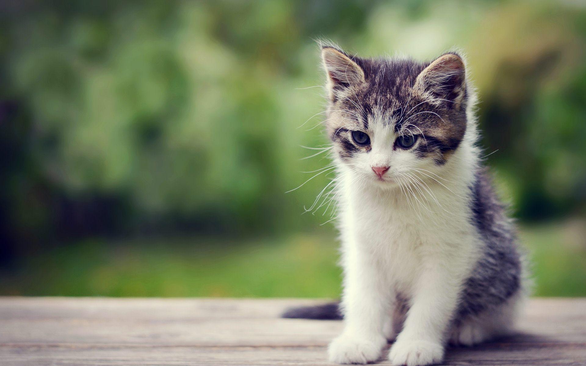 Very Cute Kitten Wallpapers - Top Free Very Cute Kitten Backgrounds