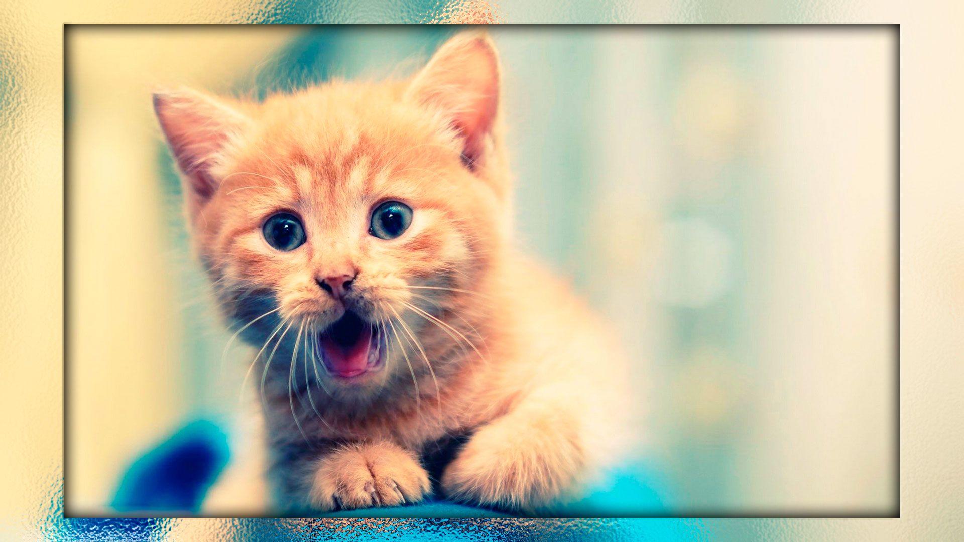 Cute Kitten Wallpapers Top Free Cute Kitten Backgrounds WallpaperAccess