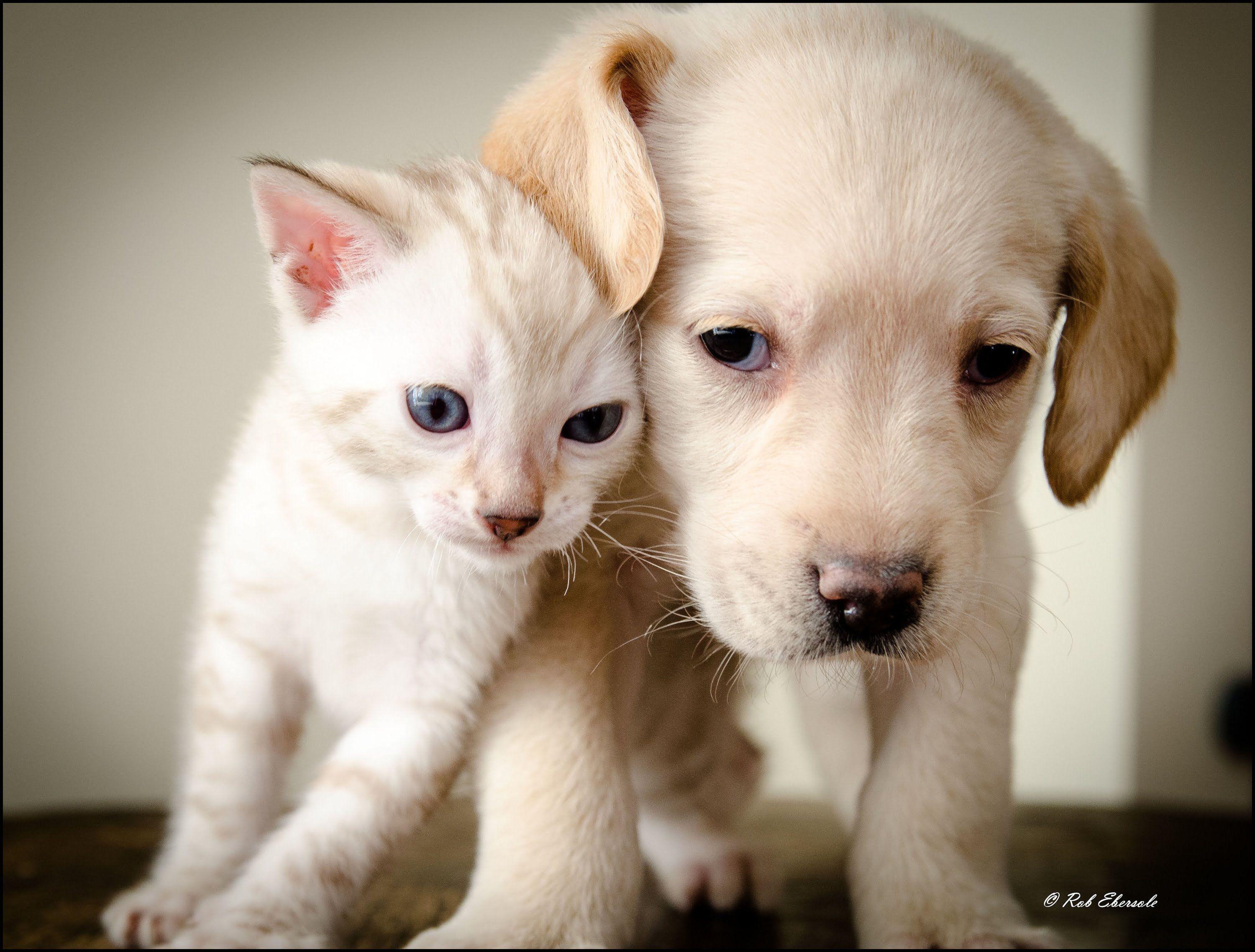 Kitty and Puppy Wallpapers Top Free Kitty and Puppy Backgrounds