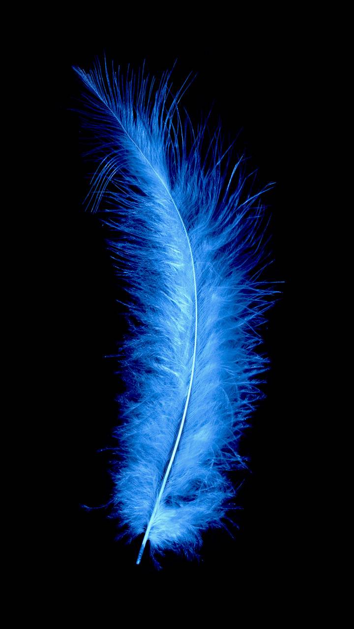 Blue Feather Wallpapers Top Free Blue Feather Backgrounds