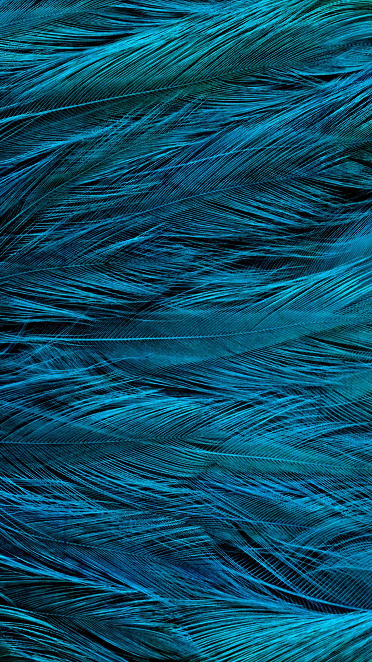 Blue Feather Wallpapers Top Free Blue Feather Backgrounds