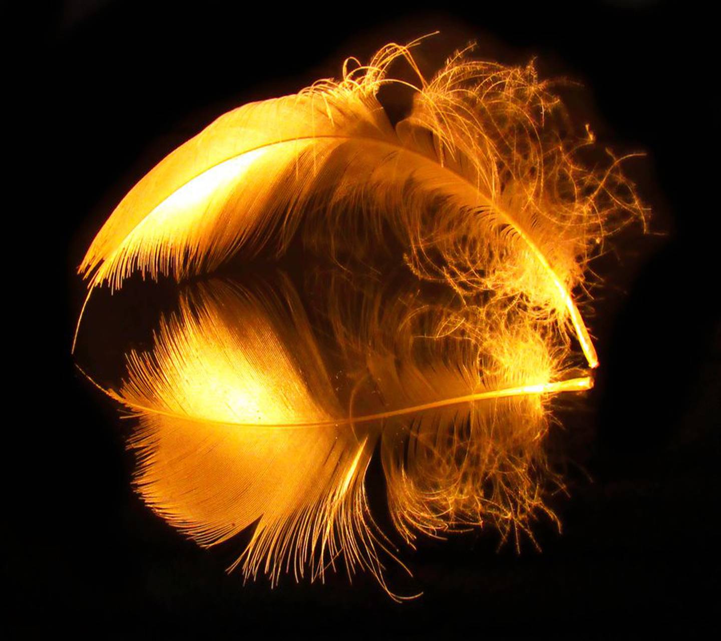 Gold Feather Wallpapers Top Free Gold Feather Backgrounds