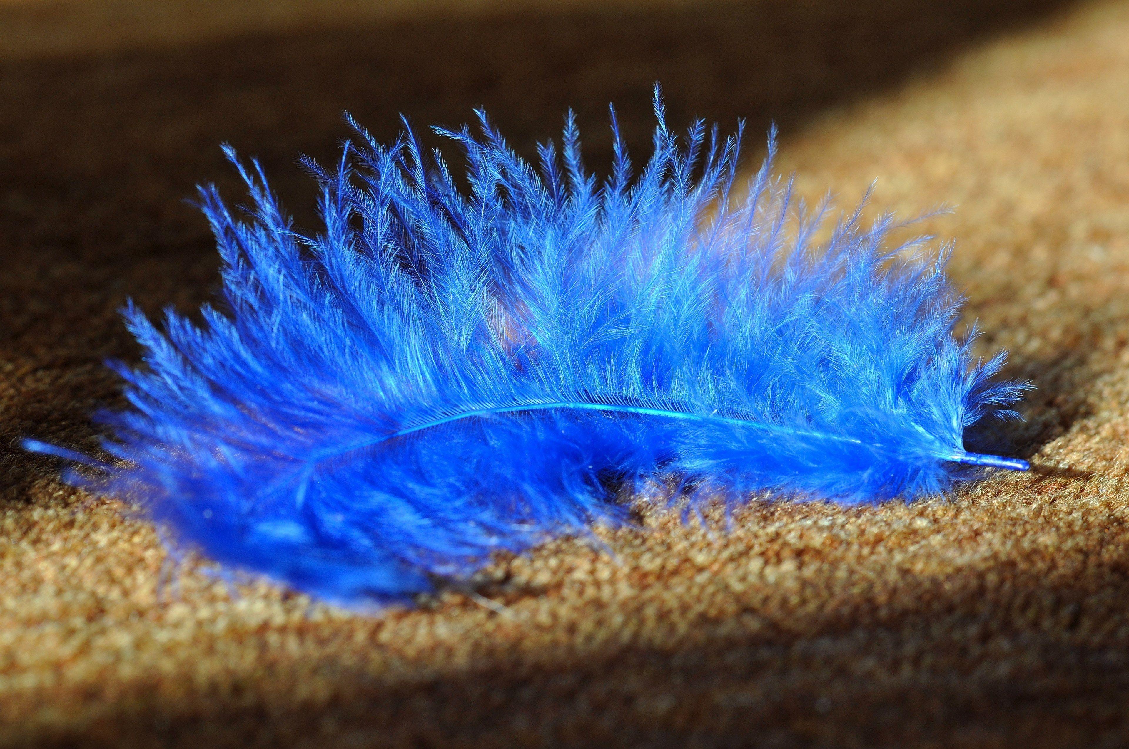 Blue Feather Wallpapers Top Free Blue Feather Backgrounds