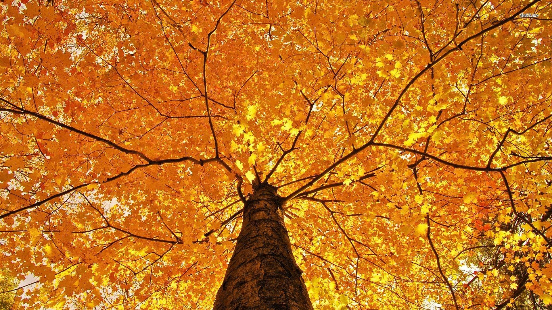 Tree Computer Wallpapers Top Free Tree Computer Backgrounds
