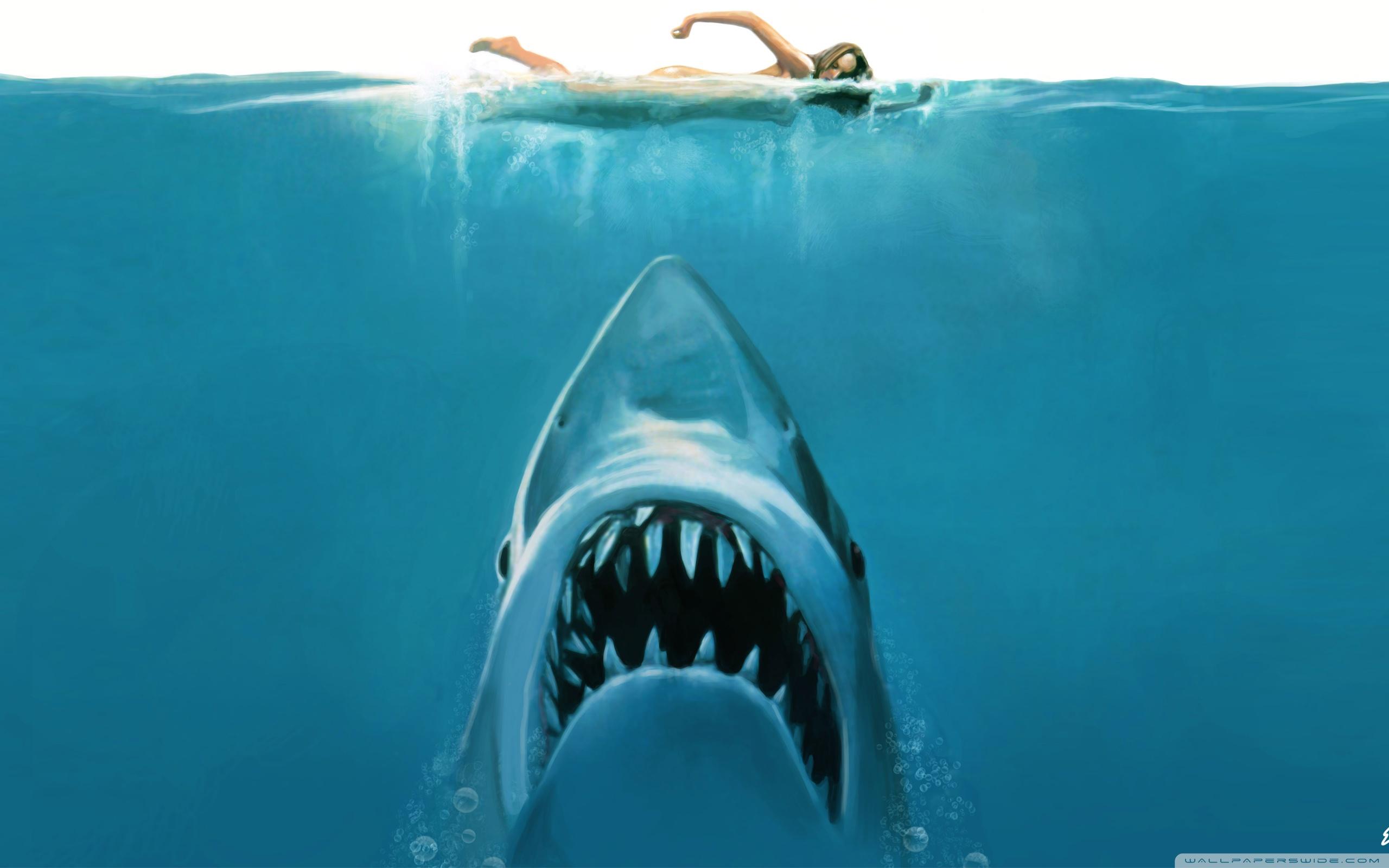 Shark Attack Wallpapers Top Free Shark Attack Backgrounds