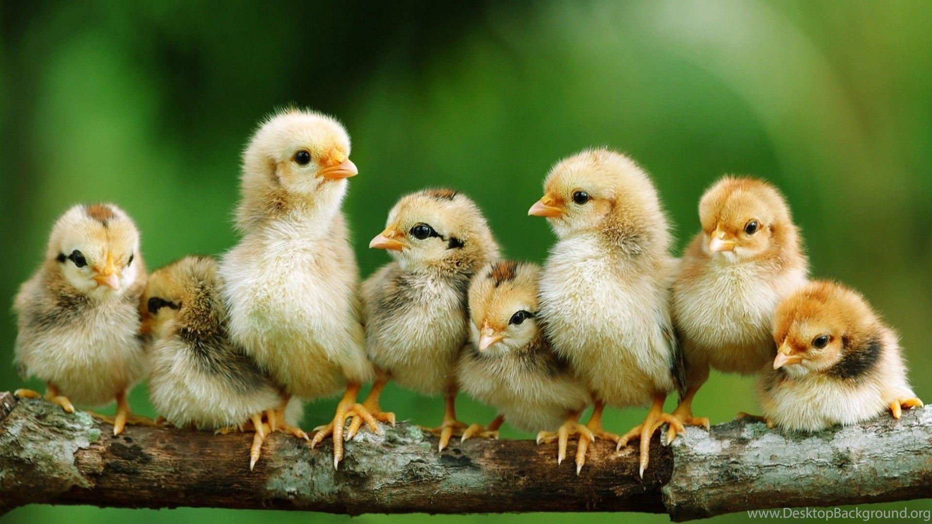Cute Chicken Wallpapers Top Những Hình Ảnh Đẹp