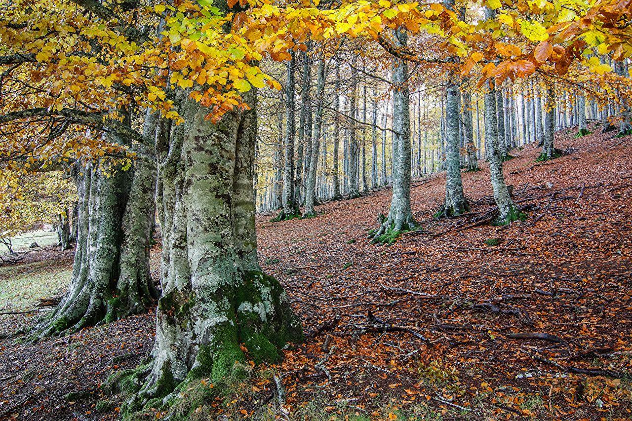 Tree Trunk Wallpapers Top Free Tree Trunk Backgrounds WallpaperAccess