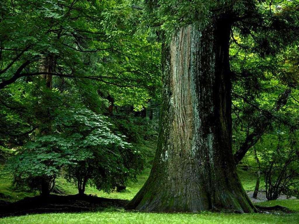 Tree Trunk Wallpapers Top Free Tree Trunk Backgrounds WallpaperAccess