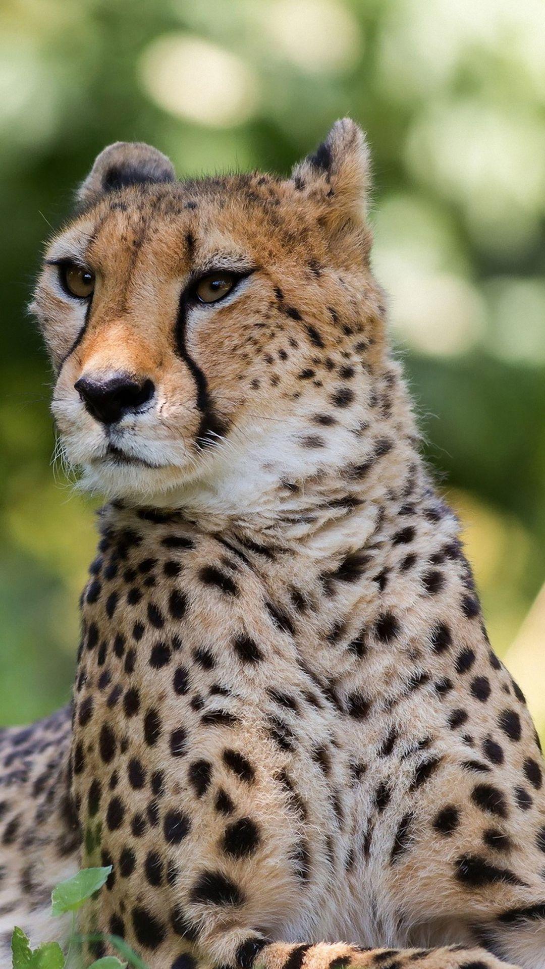 Cheetah Phone Wallpapers Top Free Cheetah Phone Backgrounds