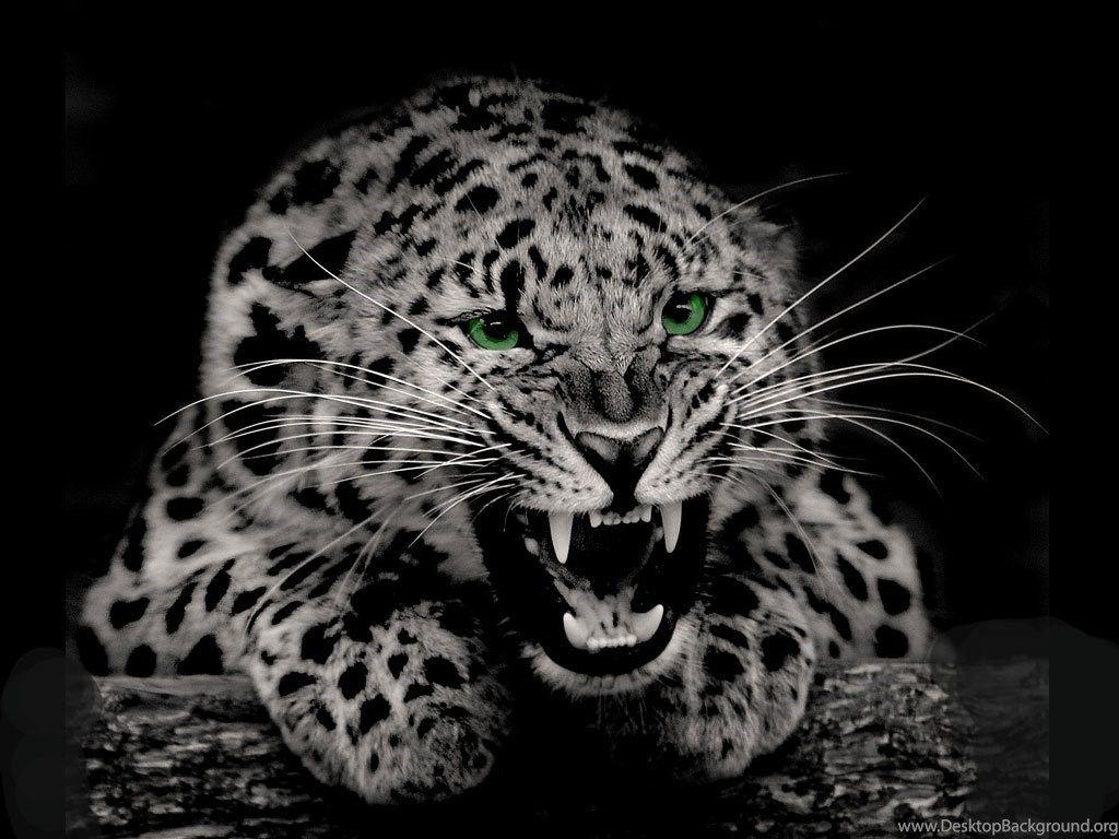 Black and White Cheetah Wallpapers Top Free Black and White Cheetah Backgrounds WallpaperAccess
