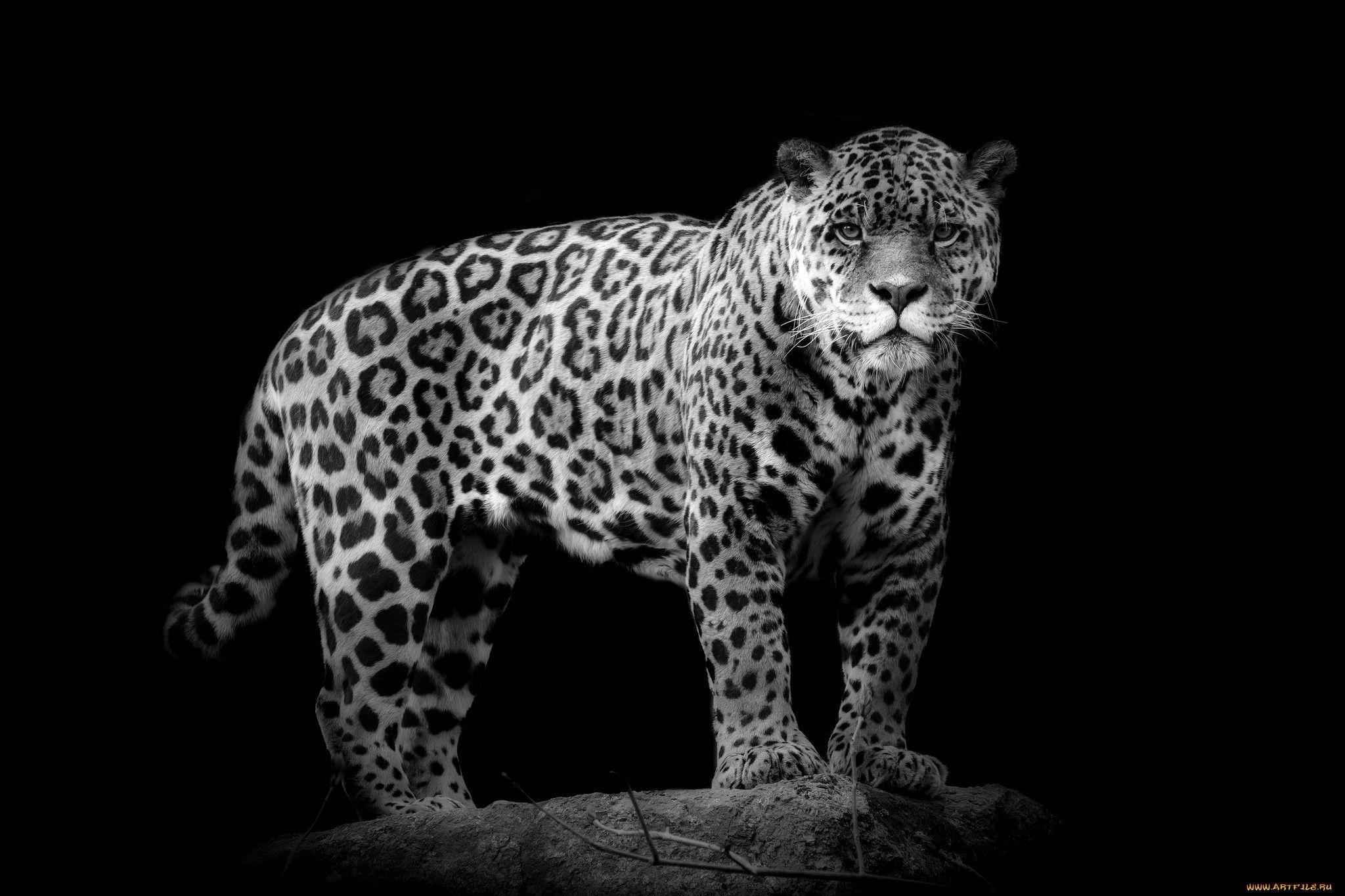 Black and White Cheetah Wallpapers Top Free Black and White Cheetah Backgrounds WallpaperAccess