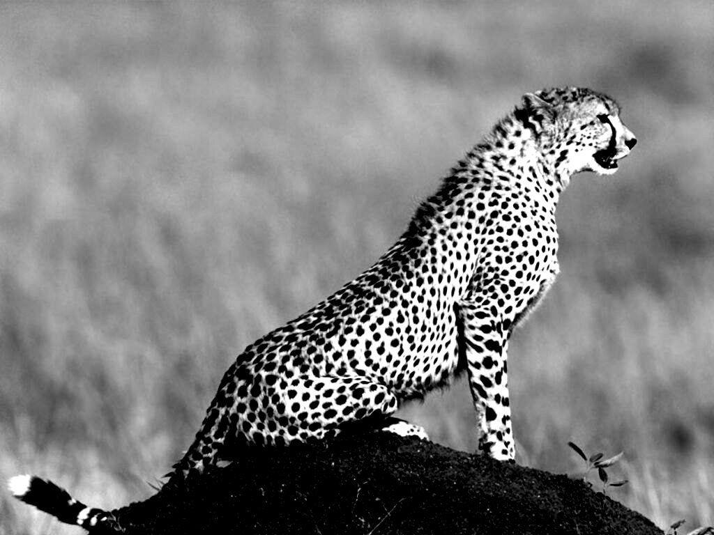 Black and White Cheetah Wallpapers Top Free Black and White Cheetah