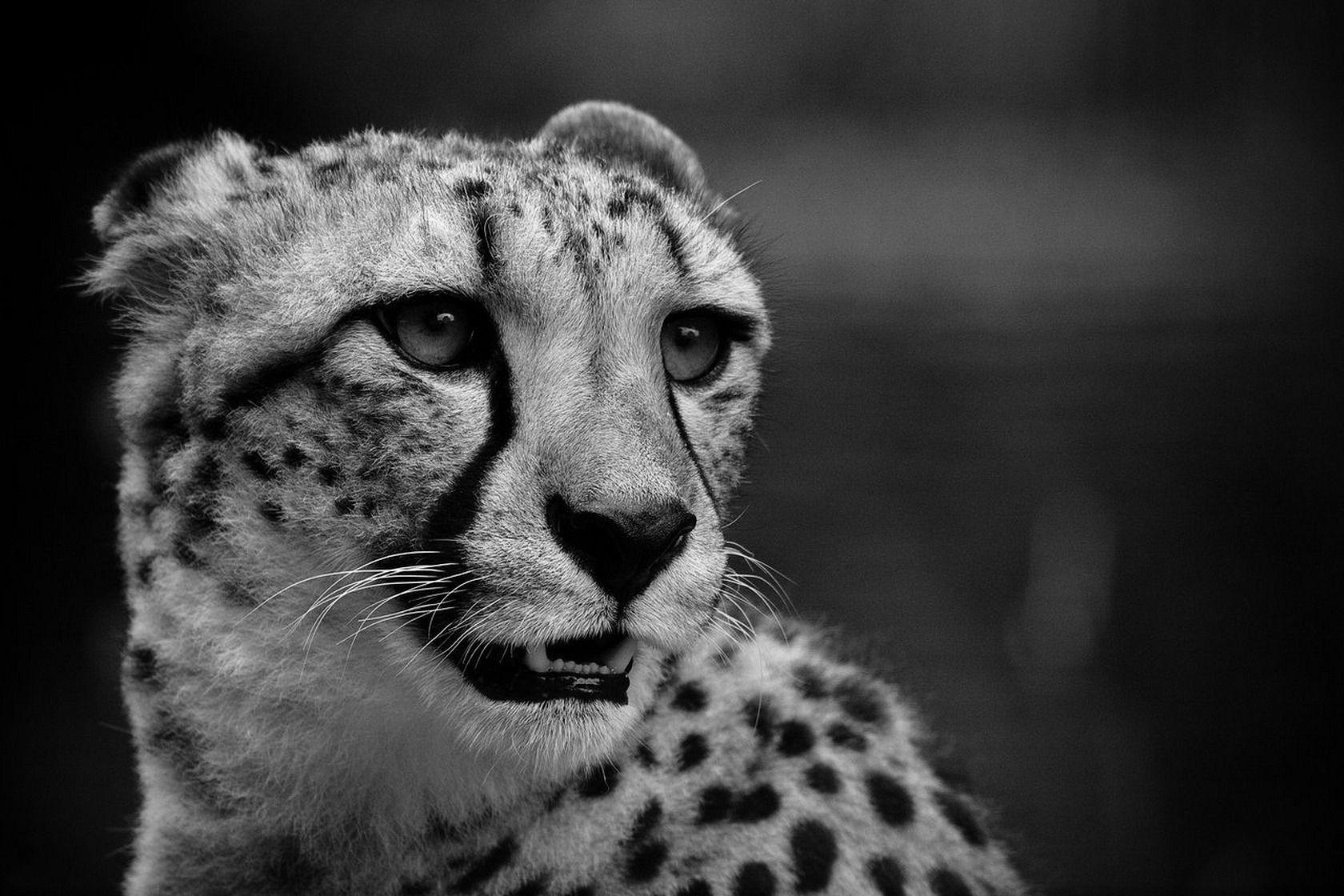 Black and White Cheetah Wallpapers Top Free Black and White Cheetah