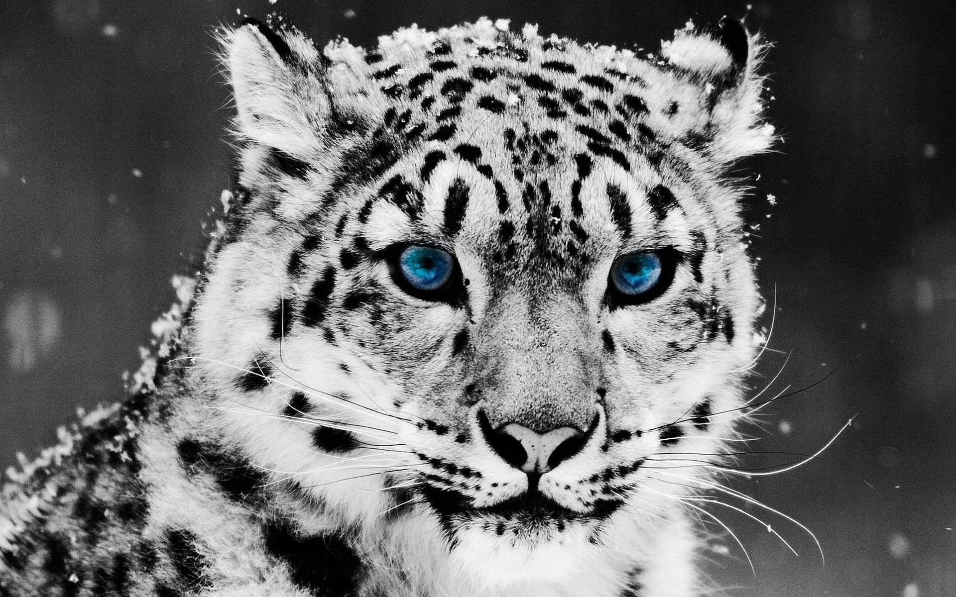 Black and White Cheetah Wallpapers Top Free Black and White Cheetah Backgrounds WallpaperAccess