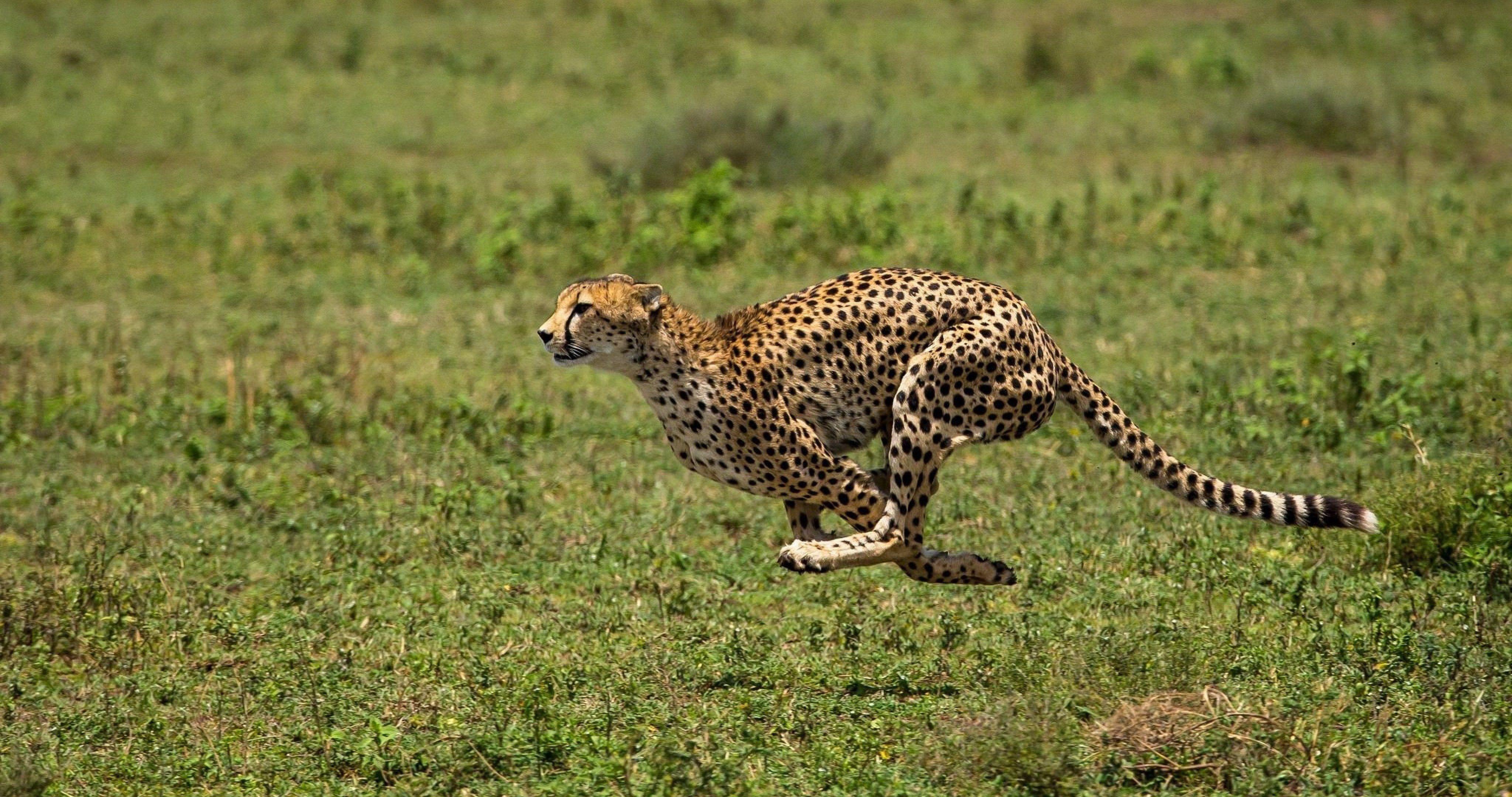 Cheetah 4K Wallpapers Top Free Cheetah 4K Backgrounds WallpaperAccess