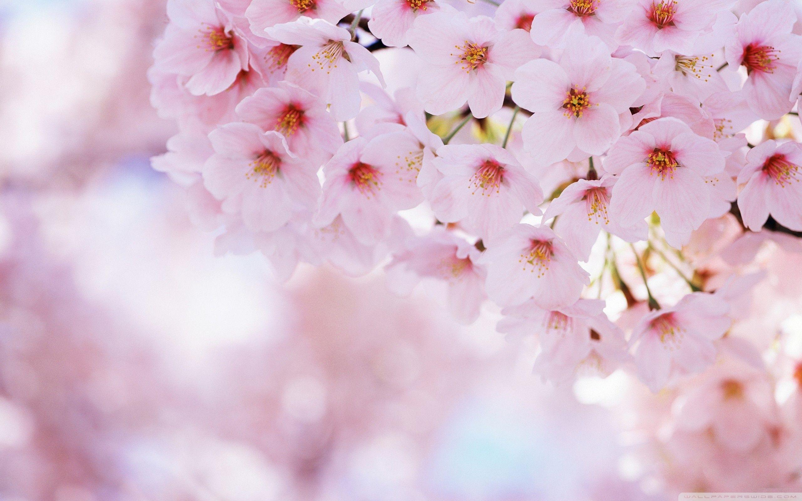 Blossom Tree Wallpapers Top Free Blossom Tree Backgrounds