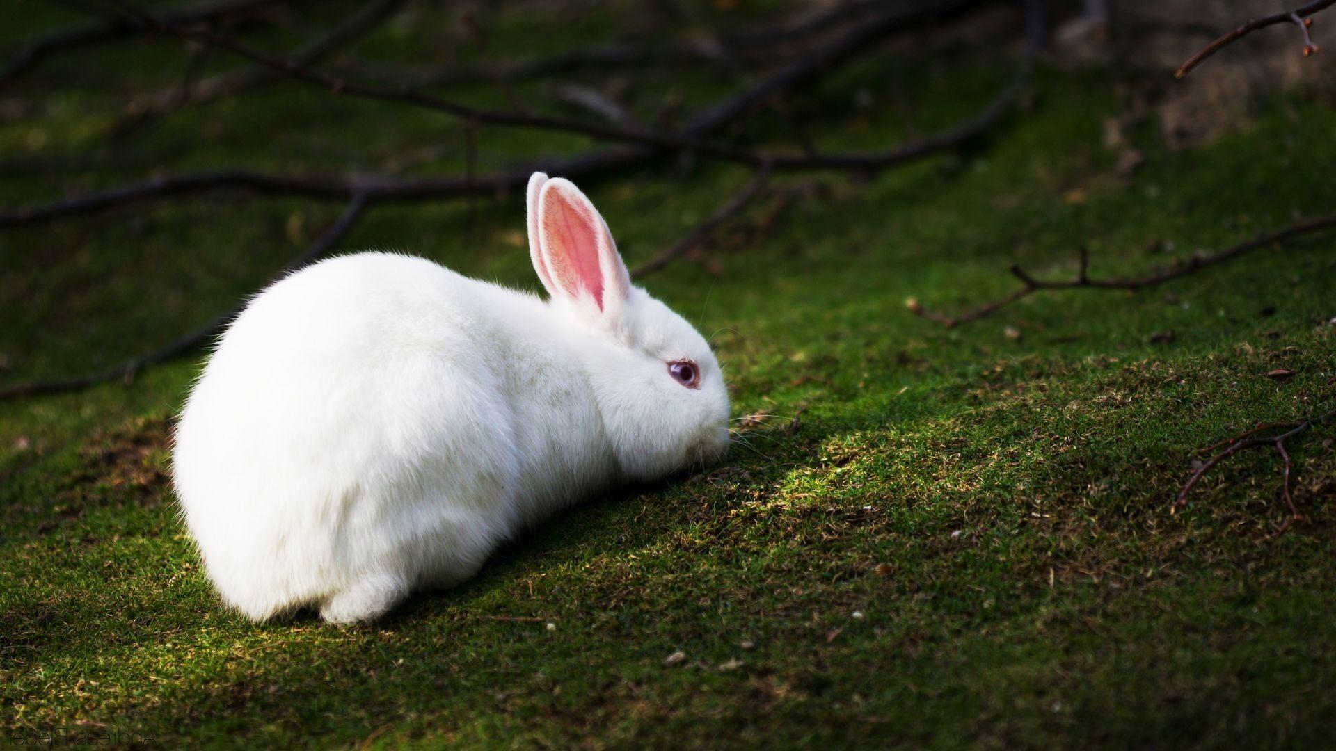 White Rabbit Wallpapers Top Free White Rabbit Backgrounds