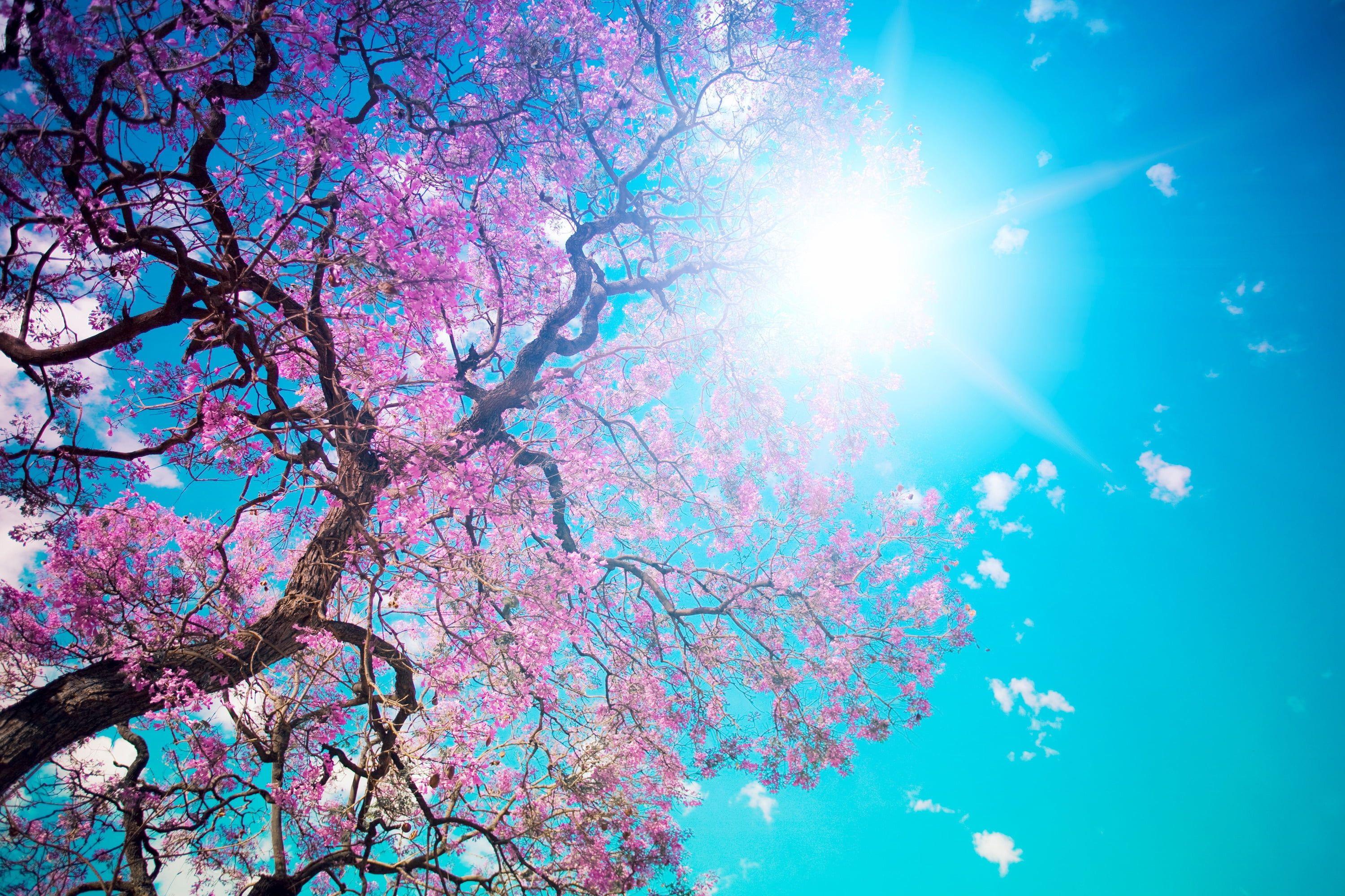 Blossom Tree Wallpapers Top Free Blossom Tree Backgrounds