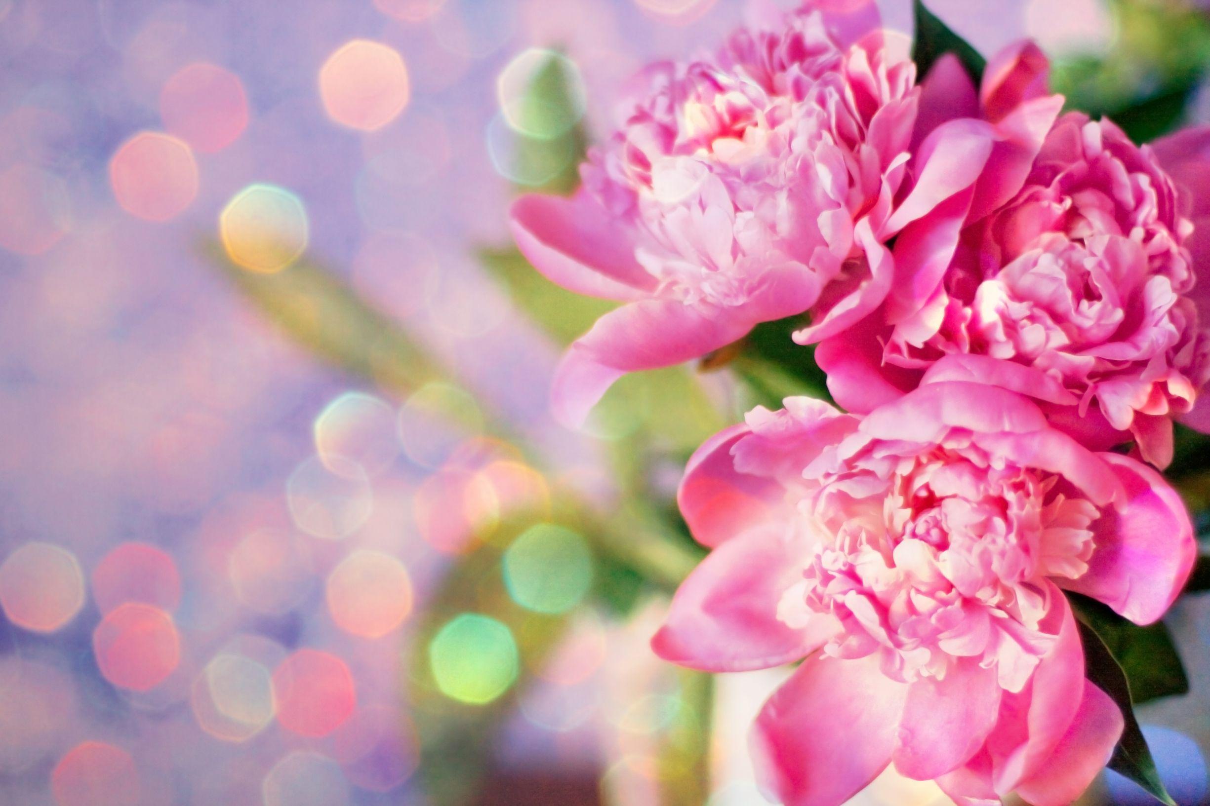 Peony Desktop Wallpapers Top Free Peony Desktop Backgrounds