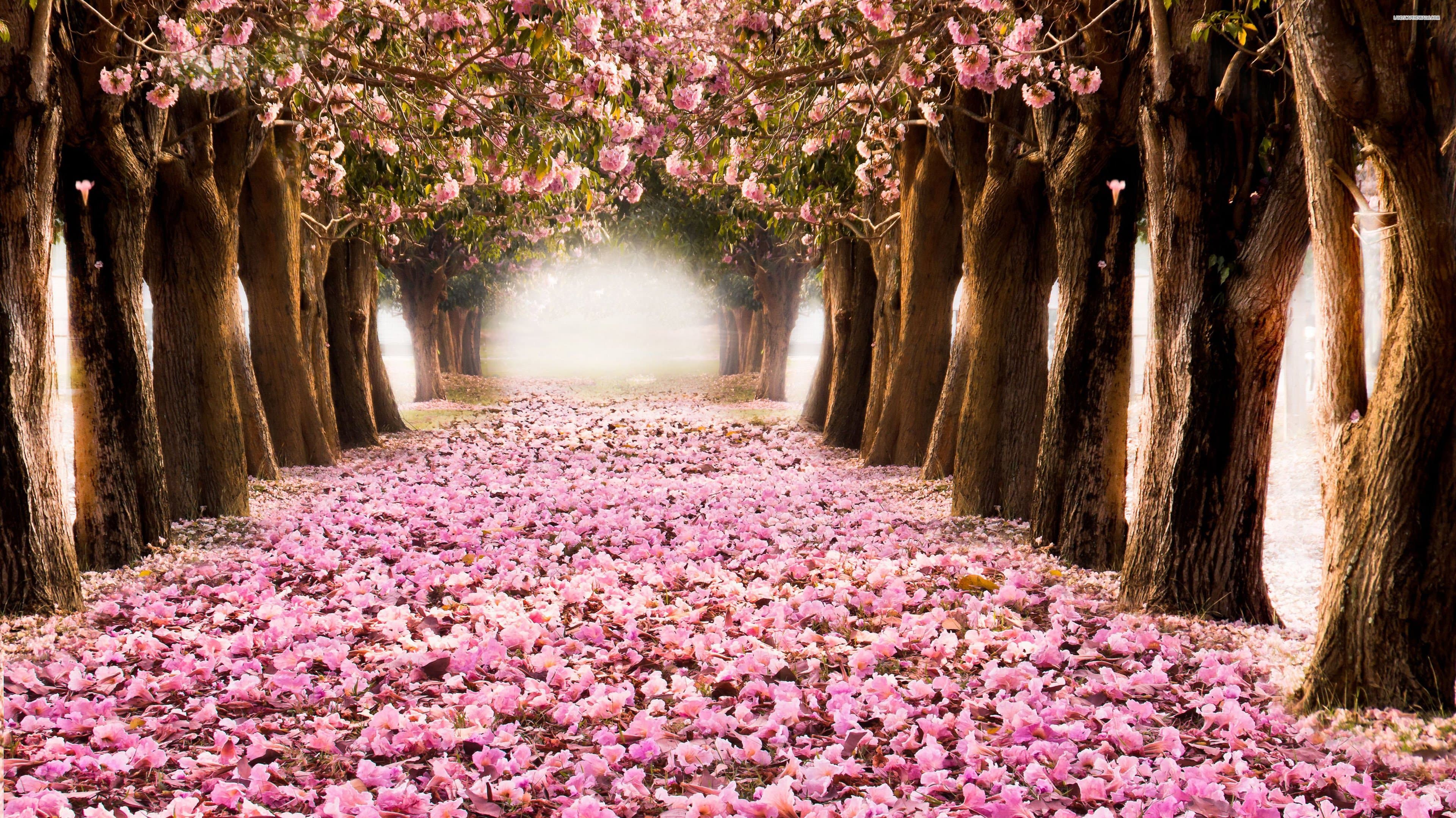 Flower Trees Wallpapers Top Free Flower Trees Backgrounds