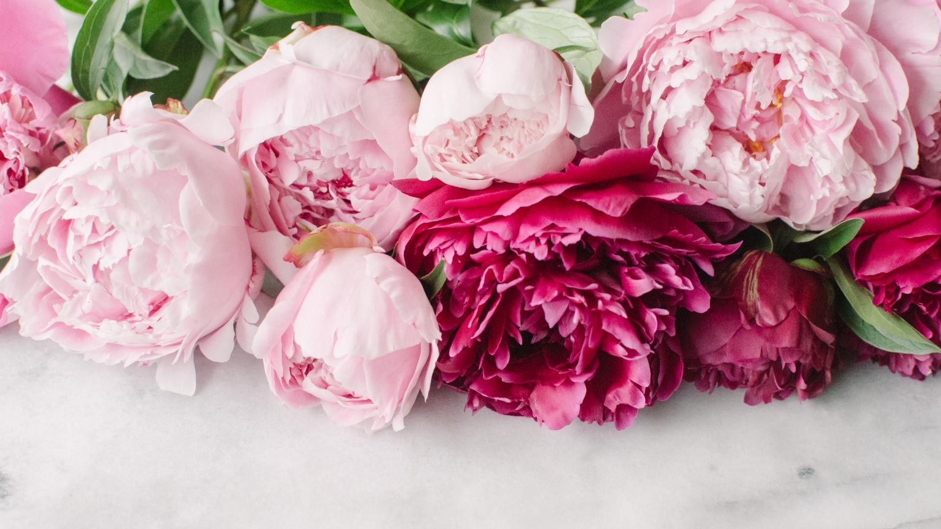 Peony Desktop Wallpapers Top Free Peony Desktop Backgrounds