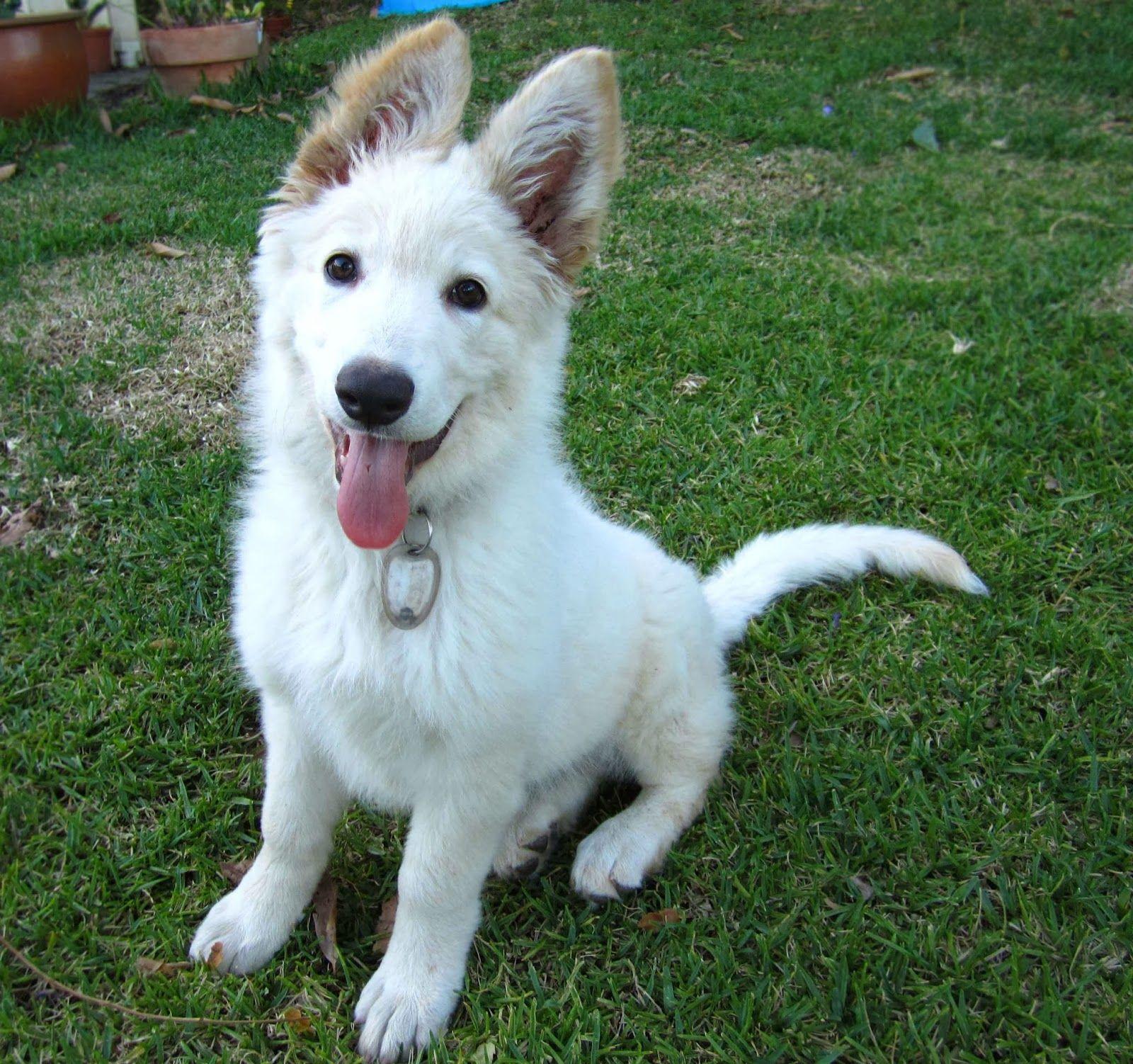 White German Shepherd Wallpapers Top Free White German Shepherd