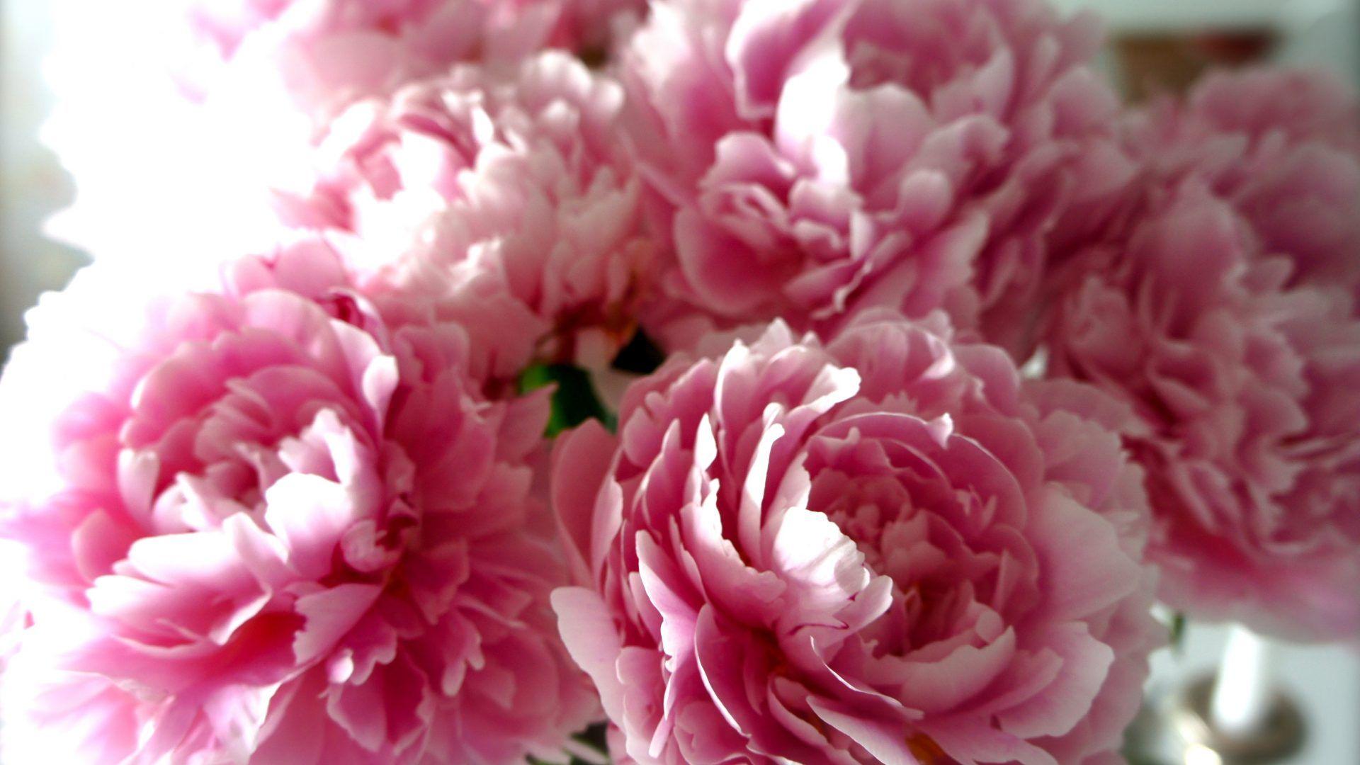 Peony Desktop Wallpapers Top Free Peony Desktop Backgrounds