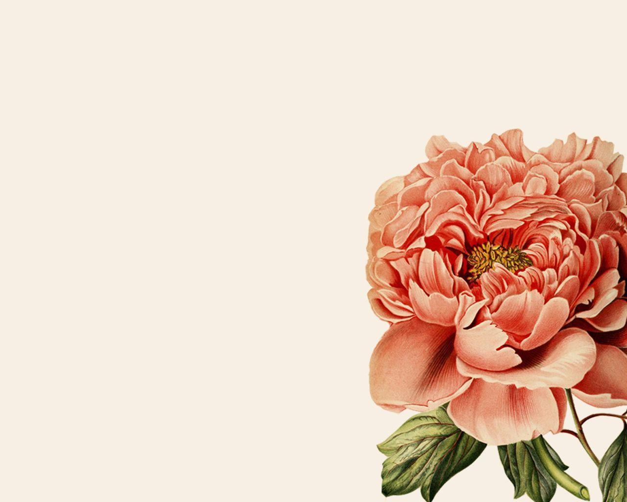 Peony Desktop Wallpapers Top Free Peony Desktop Backgrounds