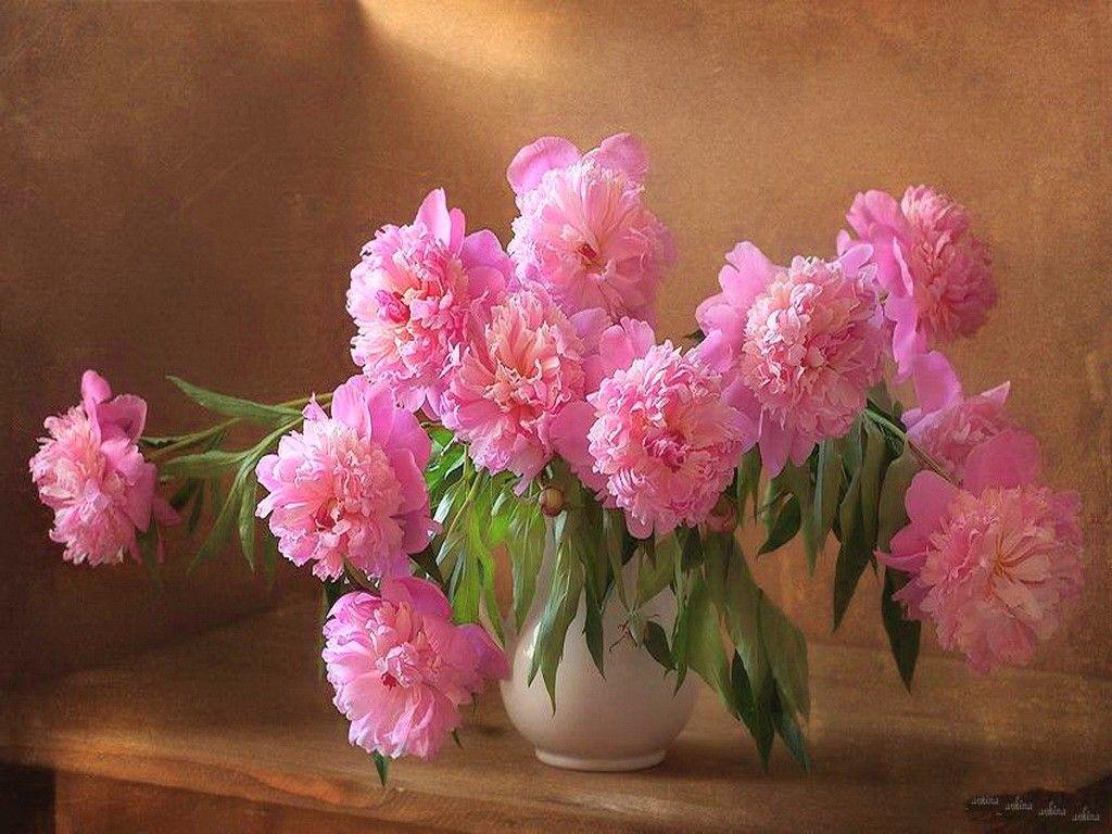 Pink Peonies Desktop Wallpapers Top Free Pink Peonies Desktop